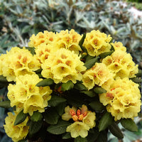 Rhododendron Blumensamen zur Aussaat duftend Blüten Traditionssorte & ohne Gentechnik Samen Hausgarten