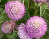 Gnome Series Gomphrena Samen zur Aussaat