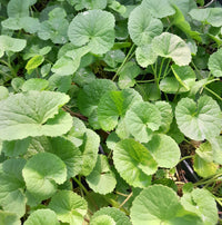 Gotu Kola Samen Germinating in Moist Soil