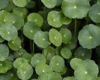 Gotu Kola (Centella asiatica) Pflanze with Round Green Leaves