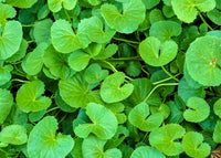 Young Gotu Kola Seedlings Anbau Indoors