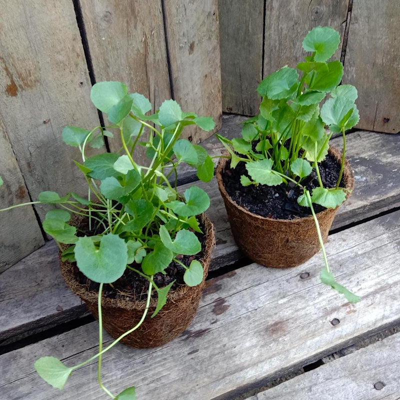 Gotu Kola Samen for Easy Herbal Garten Aussaat