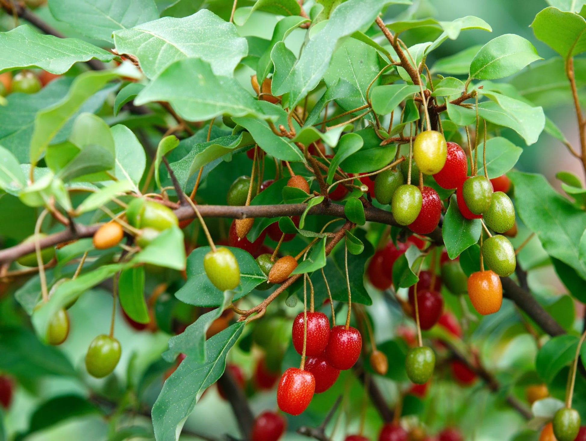 Goumi-Beere Frucht samen für einfaches Anpflanzen