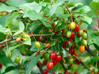 Goumi-Beere Frucht samen für einfaches Anpflanzen