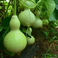 Grüne birdhouse gourd samen für home garten and trellised beds