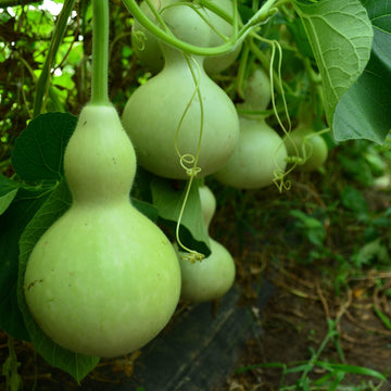 Grüne birdhouse gourd samen für home garten and trellised beds
