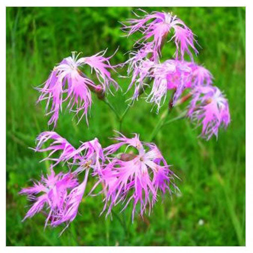 Nelke Spooky Blumensamen zur Aussaat Halbschatten verträglich Traditionssorte & ohne Gentechnik Samen Hausgarten