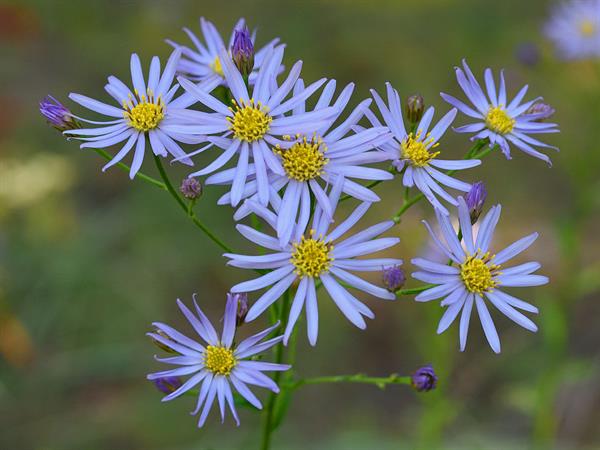 Blau Tataricus Blumensamen zur Aussaat – Halbschatten verträglich – Traditionssorte & ohne Gentechnik Samen Hausgarten