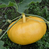 Gelb Pumpkin Gemüse Planting Samen