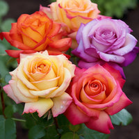 Rose Samen Kollektion zur Aussaat – Gemischt Varieties