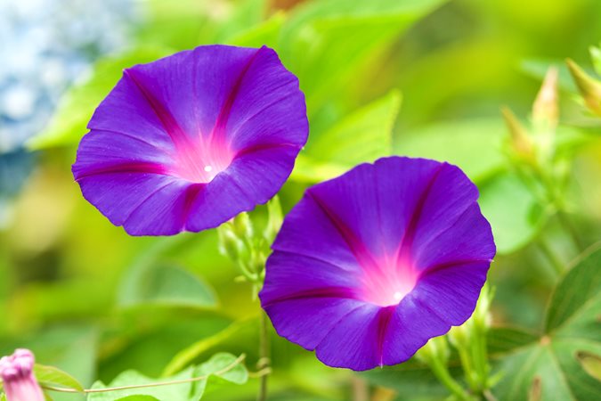 mehrjährig Vine kletternd Lila Blumensamen leuchtend Garten Aussaat