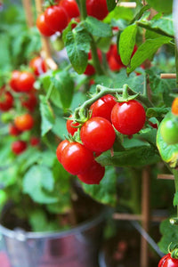 Grape cherry tomato samen für aussaat