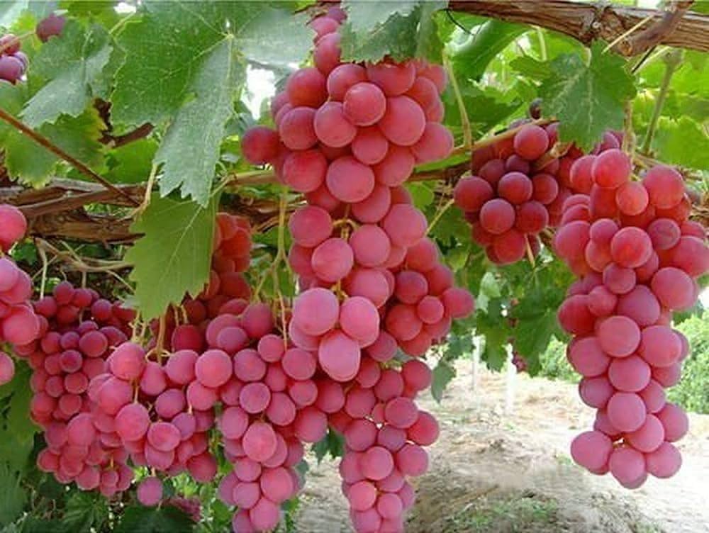 Grape vine growing on trellis