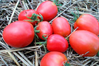Grappoli d’inverno cherry tomatoes on the vine aus samen
