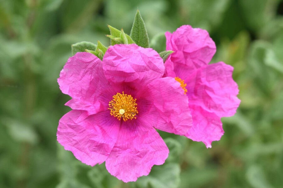 Zistrose Blumensamen zur Aussaat – Anzucht – Traditionssorte & ohne Gentechnik Samen Hausgarten
