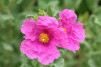 Zistrose Blumensamen zur Aussaat – Anzucht – Traditionssorte & ohne Gentechnik Samen Hausgarten