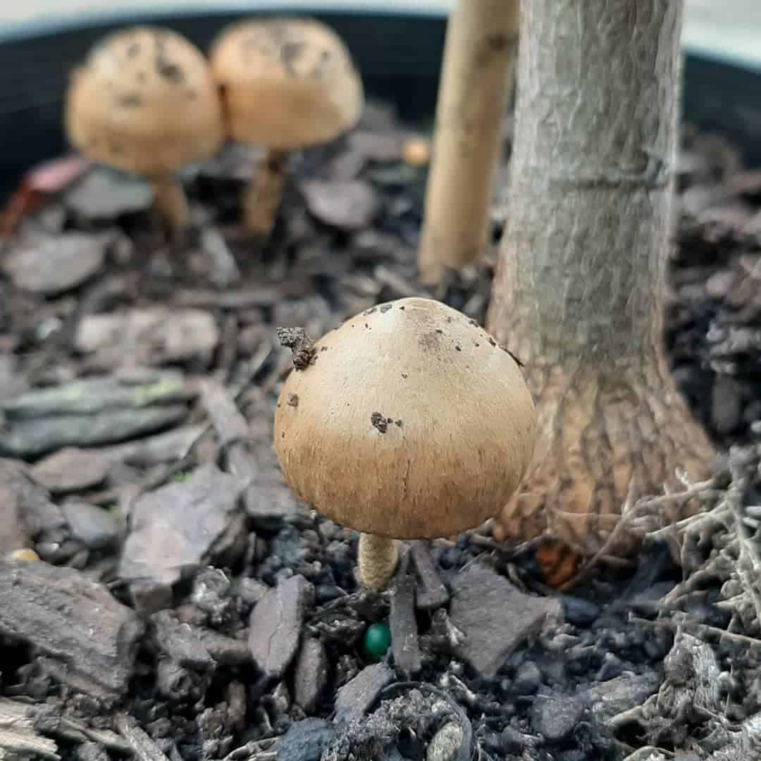 Gray pilz samen für aussaat in home garten non gmo variety