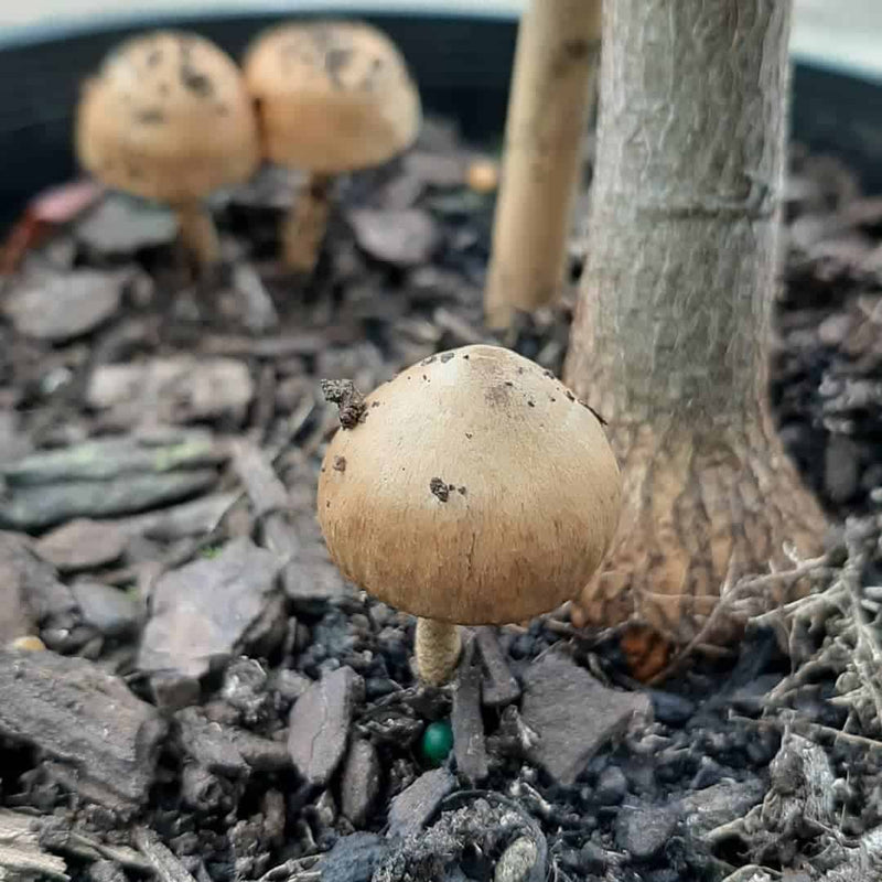 Gray pilz samen für aussaat in home garten non gmo variety