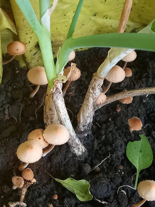 Growth stage of gray pilze cultivated aus non gmo samen
