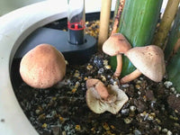 Traditionelle gray pilz samen suitable für indoor pilz cultivation