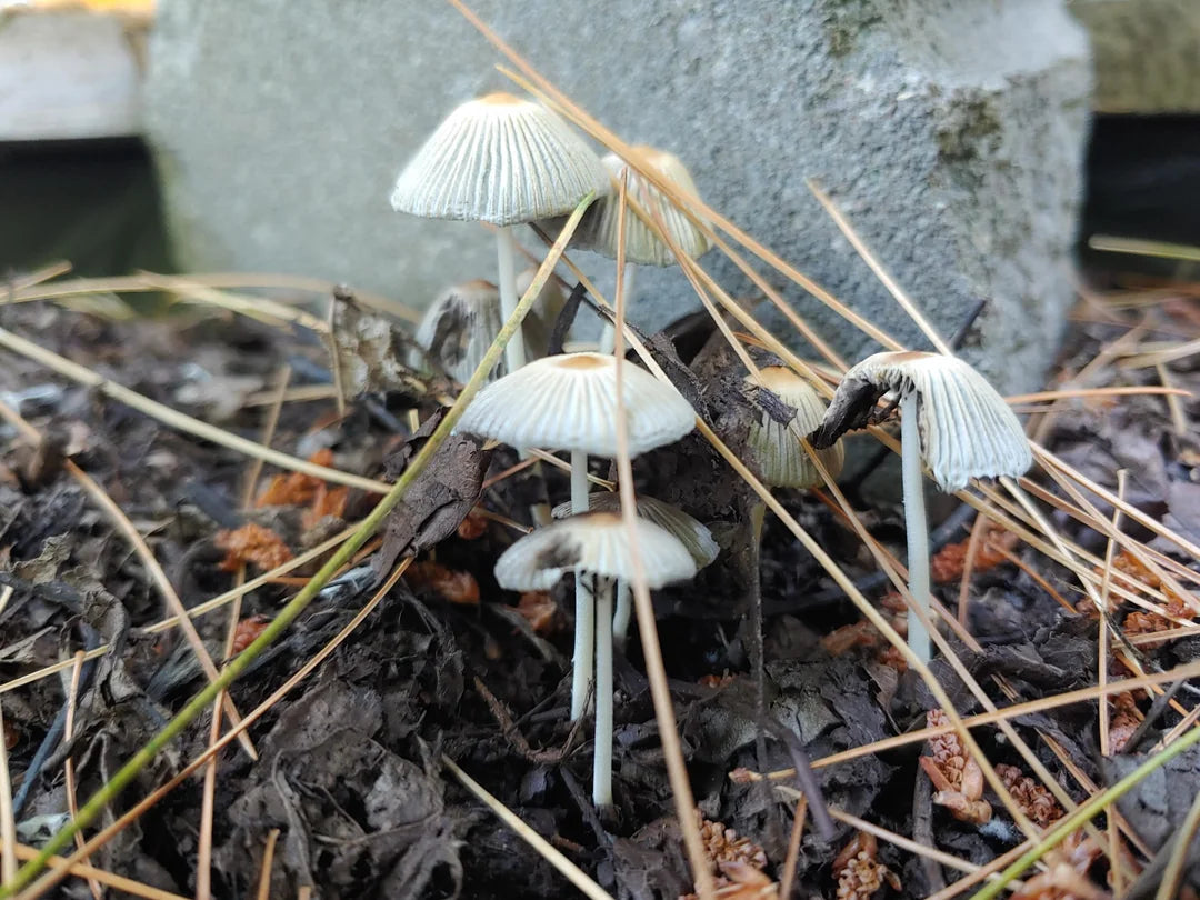 Gray pilz samen ideal für indoor wachsend and home kits