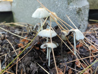Gray pilz samen ideal für indoor wachsend and home kits