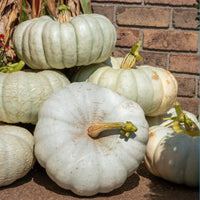 Gray pumpkin vines wachsend in garten