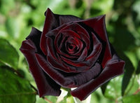 Gray and rot rare rose pflanze in full bloom