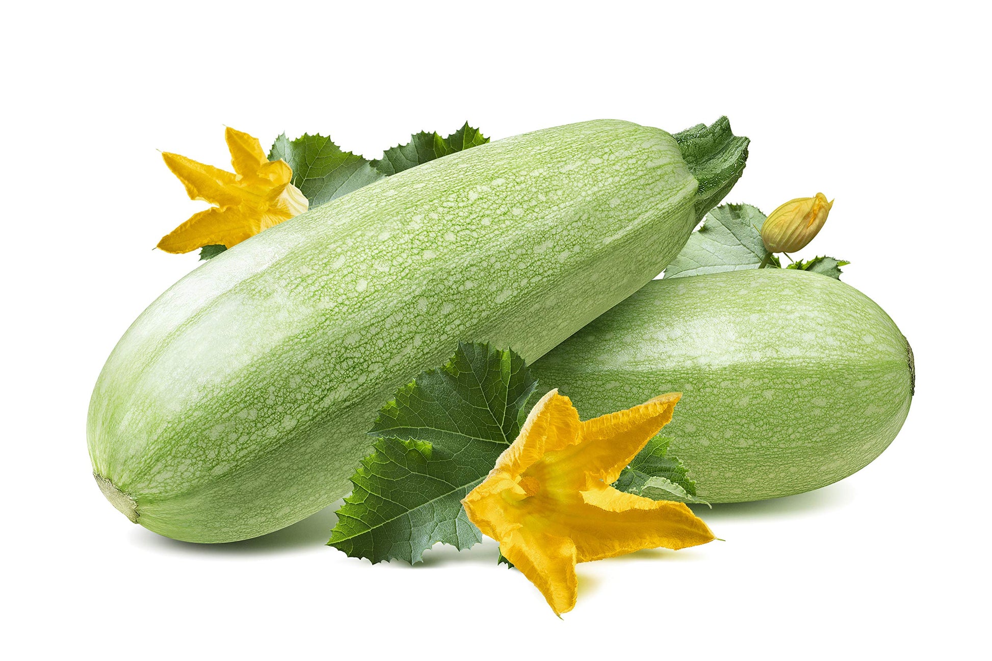 Gray zucchini pflanzen wachsend in garten