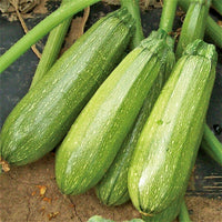 Gray zucchini squash samen für aussaat