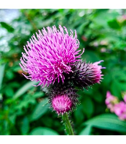 Great Burdock with essbar roots and purple Blumen