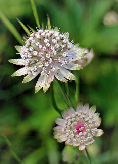 Astrantia Star Umbel Blumensamen – Bonsai or Garten Schau