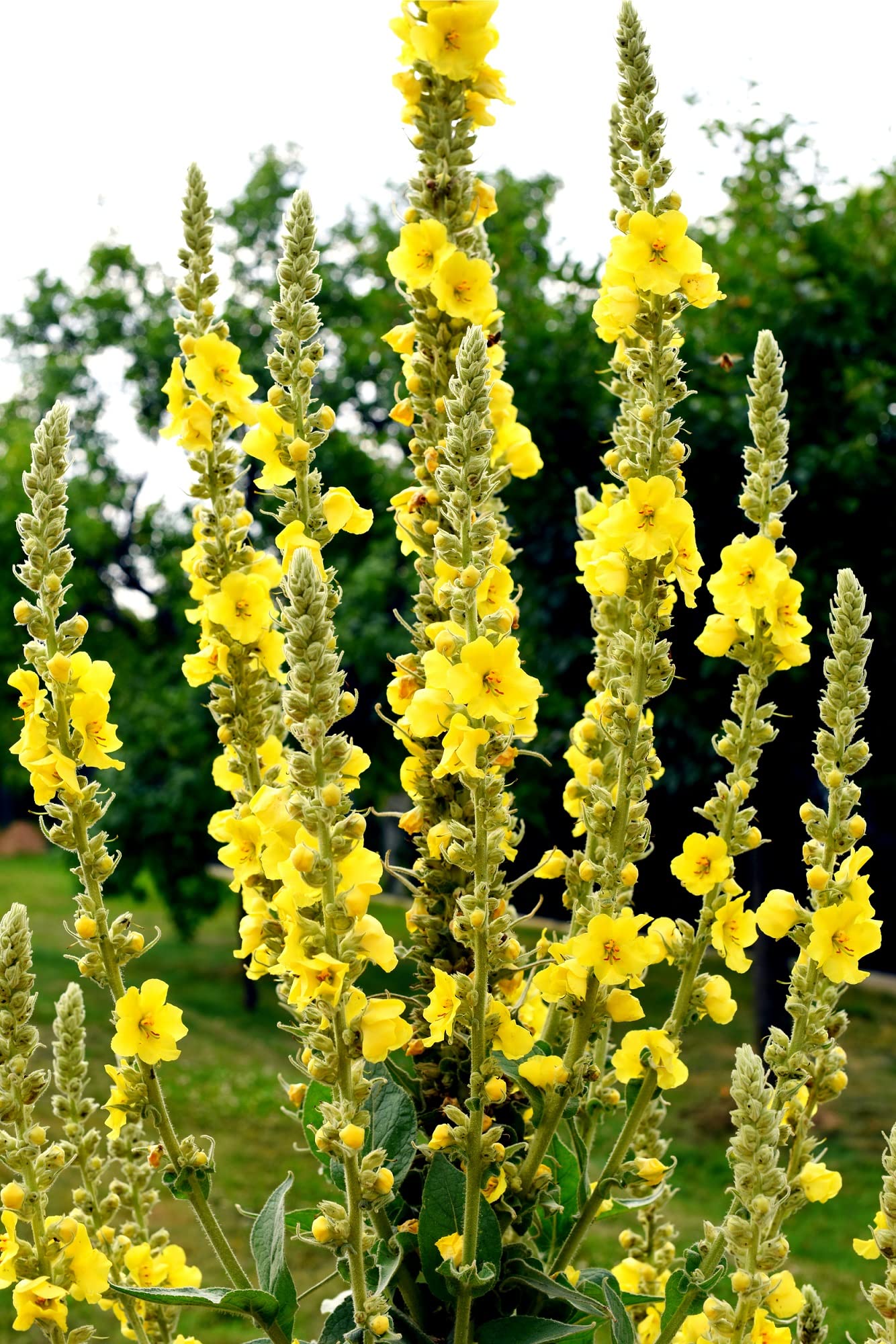 Great Mullein fuzzy silver foliage grown from Samen