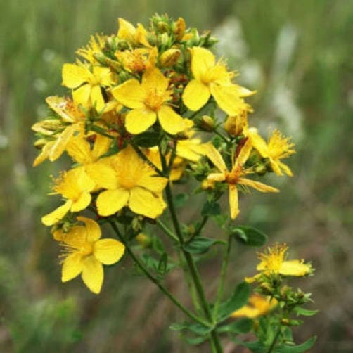 Great Saint John’s Wort Samen – Hypericum pyramidatum Yellow Blume Variety