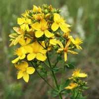 Great Saint John’s Wort Samen – Hypericum pyramidatum Yellow Blume Variety
