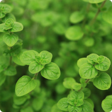Greek Oregano Samen Origanum vulgare hirtum aromatic Pflanze
