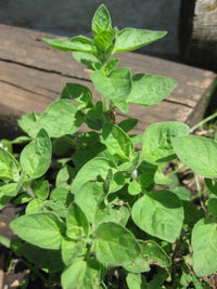 Greek Oregano Pflanze with aromatic green leaves and purple Blumen