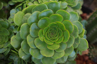 Aamish Succulent Blumensamen zur Aussaat Anzucht Traditionssorte & ohne Gentechnik Samen Hausgarten