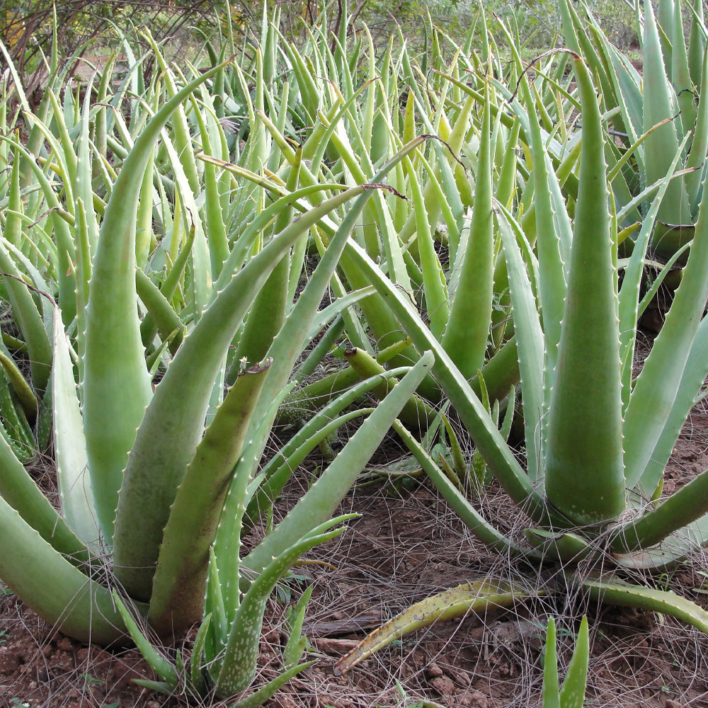 Green Aloe Vera Samen for Aussaat
