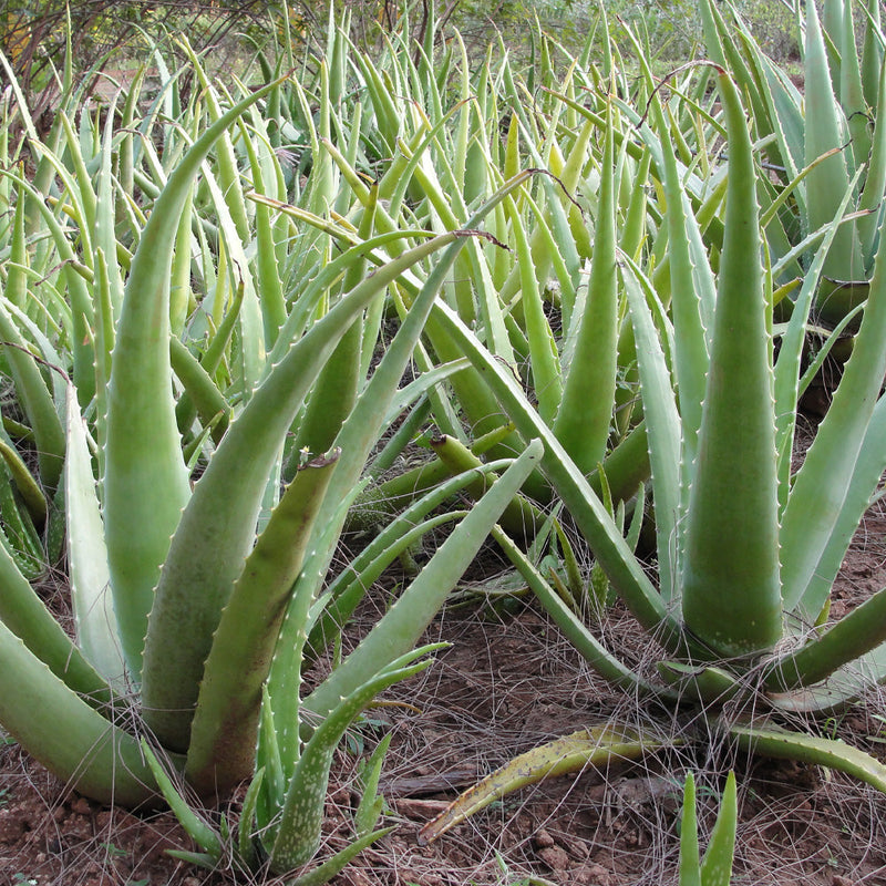 Green Aloe Vera Samen for Aussaat