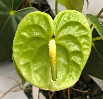 Anthurium blume samen for anpflanzung grün blooms