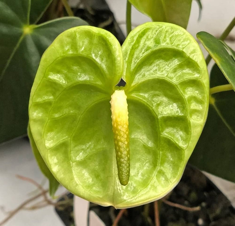 Anthurium blume samen for anpflanzung grün blooms