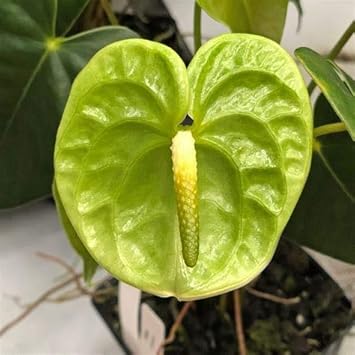 Grün anthurium blume samen for anpflanzung