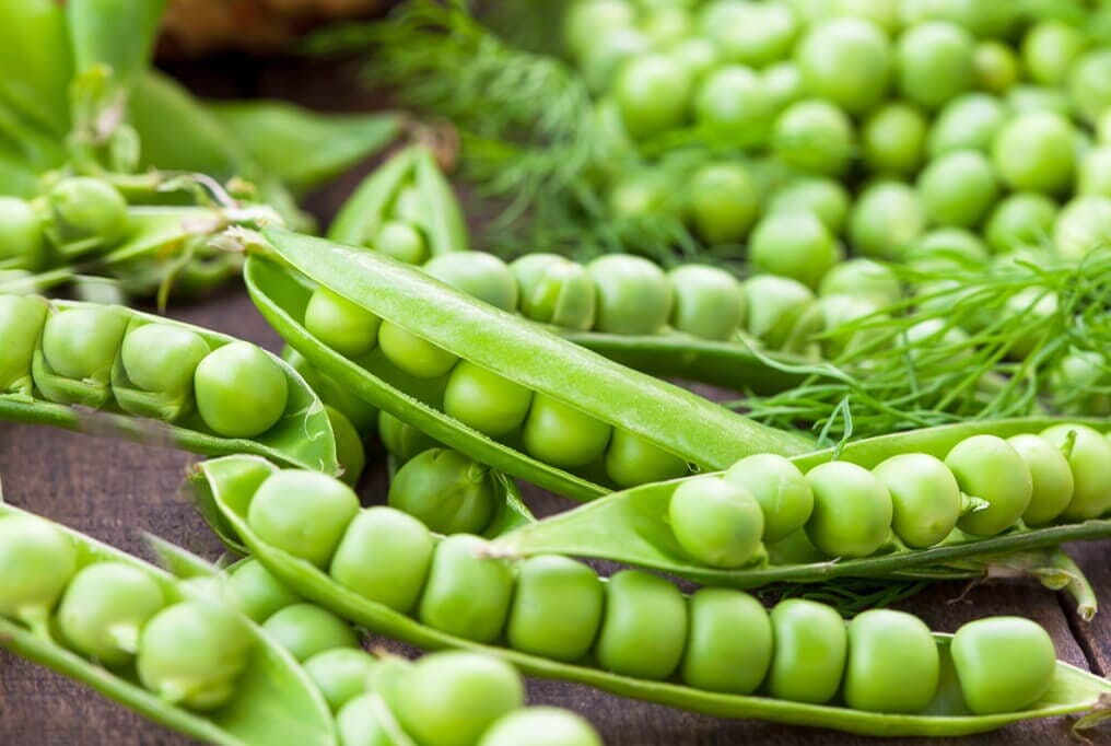 Peas Gemüsesamen für einfache Aussaat