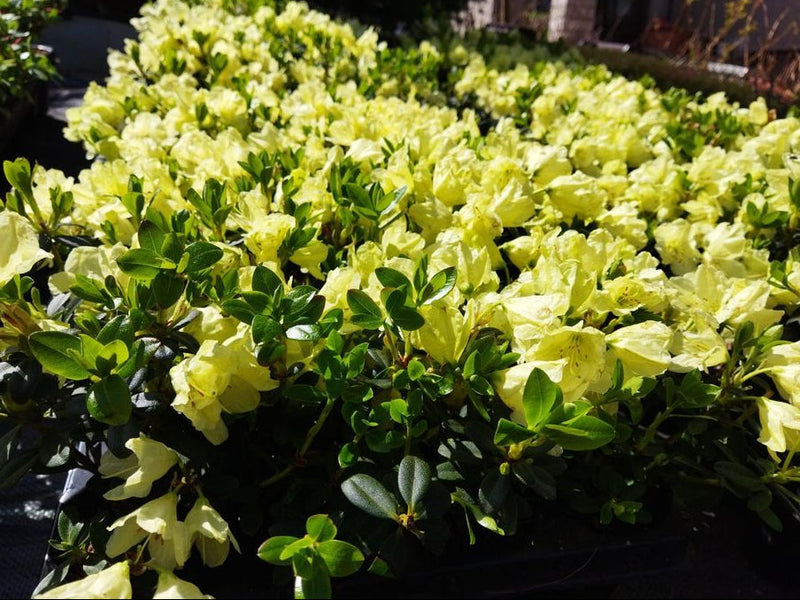 Grün azalea blume samen for anpflanzung
