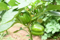 Premium Paprika Samen zum Pflanzen - Fresh Gemüse Gardening