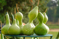 Grüne birdhouse gourd samen für aussaat non-gmo variety