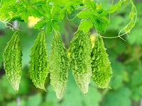 Harvest-ready grüne bitter gourds aus samen