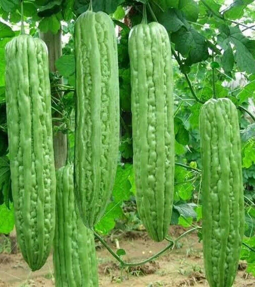 High quality grüne bitter melon samen closeup