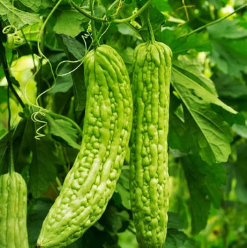 Grüne bitter melon samen für aussaat non gmo